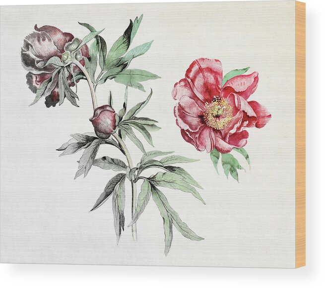 Studies Of Peonies By Martin Schongauer Wood Print featuring the painting Studies of Peonies by Martin Schongauer Colorized 2 by Bob Pardue