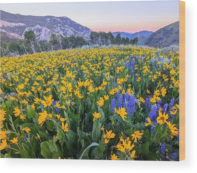Superbloom Wood Print featuring the photograph Success Summit Superbloom by Gretchen Baker