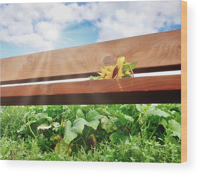 Nature Wood Print featuring the photograph Sunflowers on a bench by Anamar Pictures