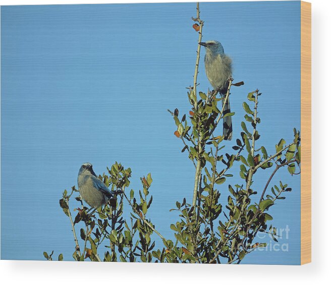 Scrub Wood Print featuring the photograph Sunshine On The Scrub Jays by D Hackett