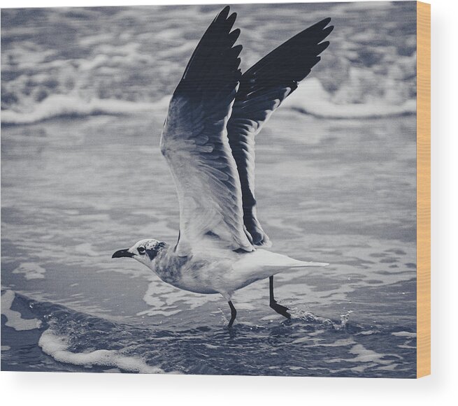 Seagull Wood Print featuring the photograph Take Flight by Mireyah Wolfe