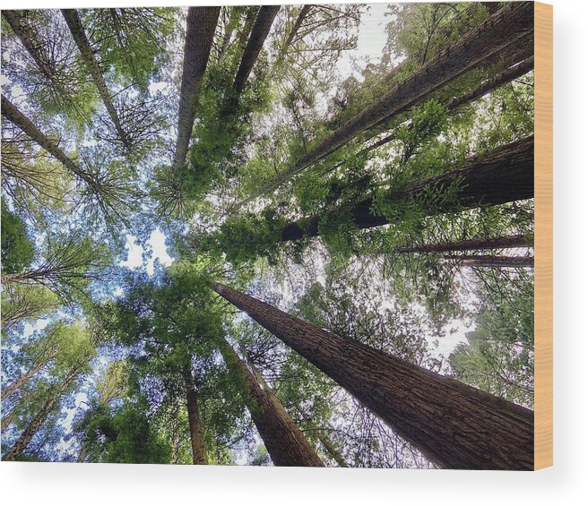 Redwoods Wood Print featuring the photograph Tall Friends by Daniele Smith