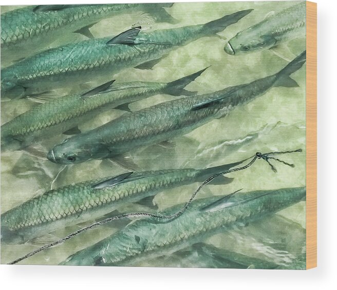 Tarpon Together Wood Print featuring the photograph Tarpon Together by Louise Lindsay