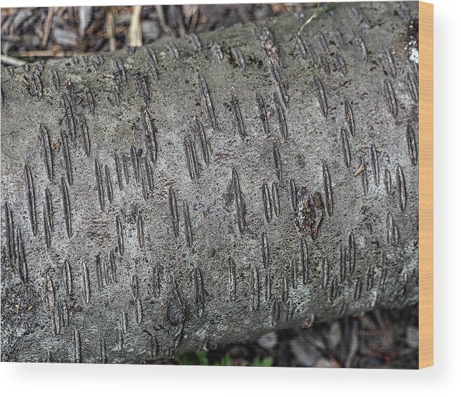 Nature Wood Print featuring the photograph Textures and Patterns in Trees by Rebecca Dru