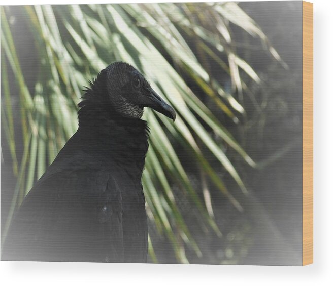 Bird Wood Print featuring the photograph The Black Vulture by Carl Moore