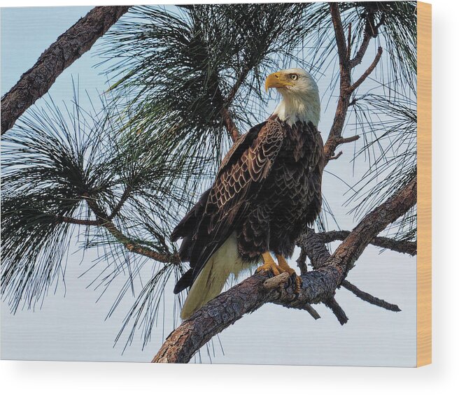 Eagle Wood Print featuring the photograph The Eagle by Ron Dubin
