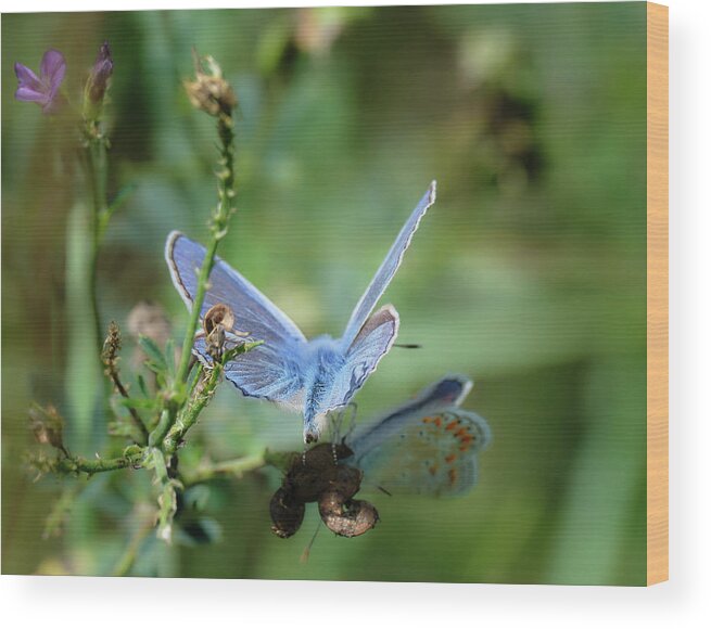 Lac Fauvel Wood Print featuring the photograph The Mirrors Butterfly by Carl Marceau