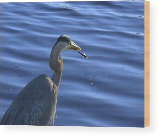 Great Blue Heron Wood Print featuring the photograph The One that almost got away by Christopher Mercer
