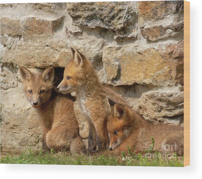 Fox Wood Print featuring the photograph The Three Amigos by Chris Scroggins