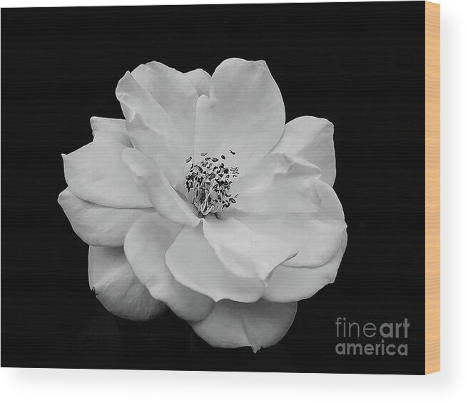 Art Wood Print featuring the photograph The White Rose by Jeannie Rhode