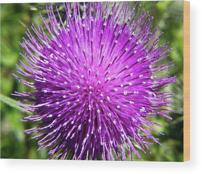 Olympic Peninsula Wood Print featuring the photograph Thistle Bloom by David Desautel