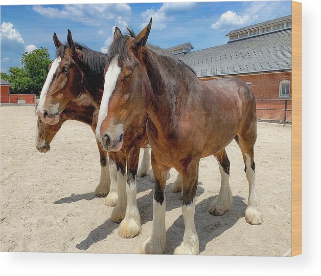 Horses Wood Print featuring the photograph Three Clydesdales by Lora J Wilson