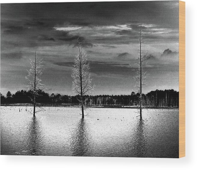 Art Wood Print featuring the photograph Three Dead Cedar Trees by Louis Dallara