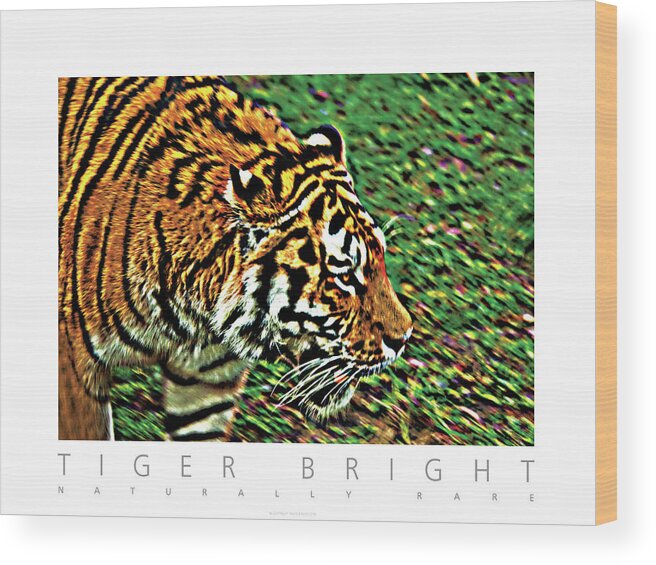 Tiger Wood Print featuring the photograph Tiger Bright Naturally Rare Poster by David Davies