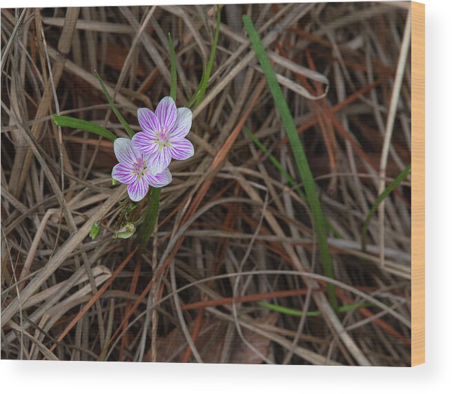 Bloom Wood Print featuring the photograph Tiny Spring Beauty Blossoms by Karen Rispin