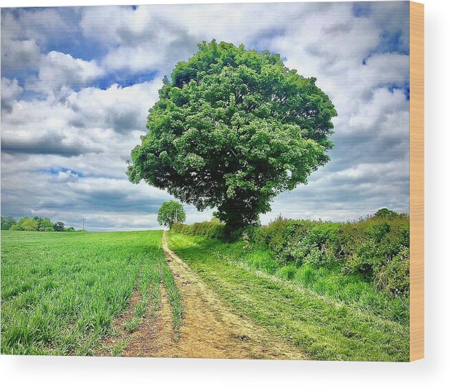 Trees Wood Print featuring the photograph Trees in May by Gordon James
