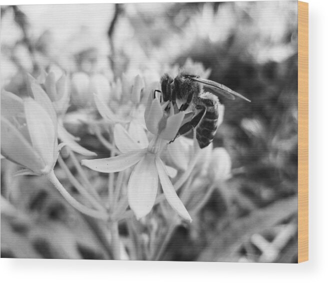 Asclepias Curassavica Wood Print featuring the photograph Tropical Milkweed and a Bee by W Craig Photography