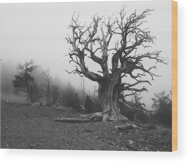 Bristlecone Pine Tree Wood Print featuring the photograph Trucker by Mark Ross