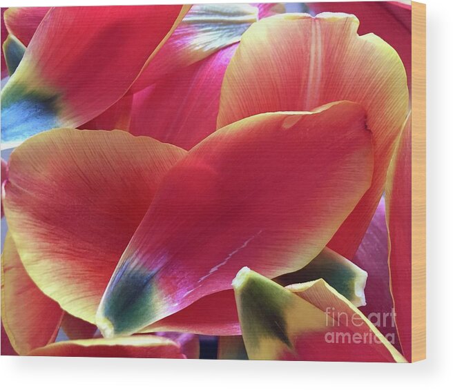 Composition Wood Print featuring the photograph Tulip Series 1-2 by J Doyne Miller