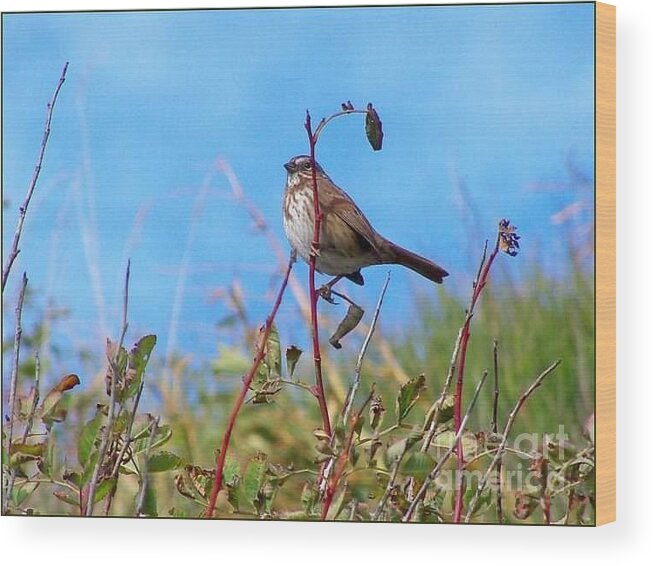 Birds Wood Print featuring the photograph Twiggy Bird by Kimberly Furey
