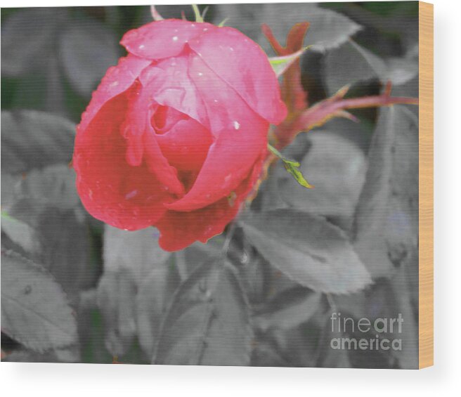 Flower Wood Print featuring the photograph Valentine Rose by Mary Mikawoz
