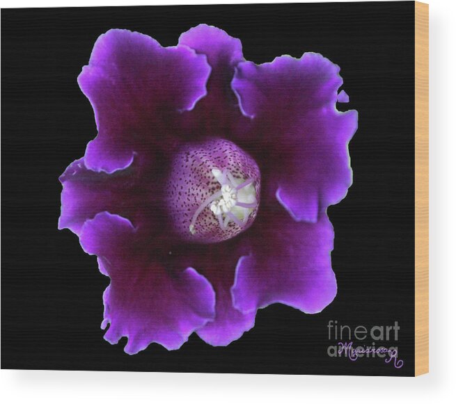 Nature Wood Print featuring the photograph Velvety Gloxinia by Mariarosa Rockefeller