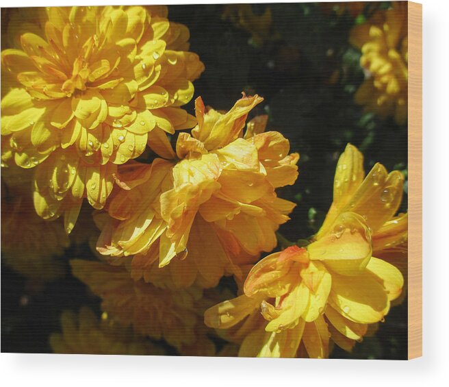 Calendula Officinalis Wood Print featuring the photograph Very Yellow Marigolds by W Craig Photography
