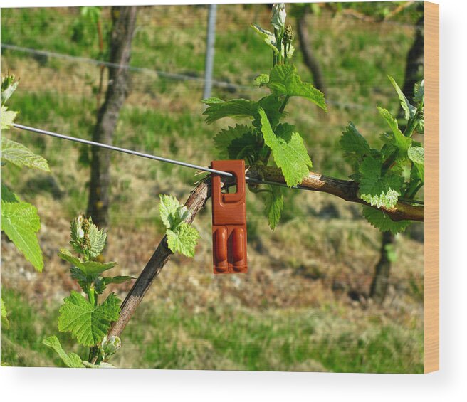 Crop Sprayer Wood Print featuring the photograph Vineyard by Fotolinchen