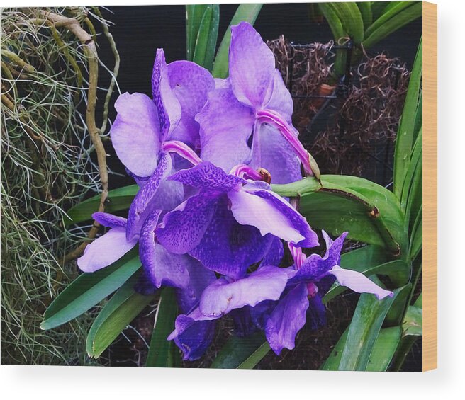 Flower Wood Print featuring the photograph Violet Elephant Hiding by Russ Considine