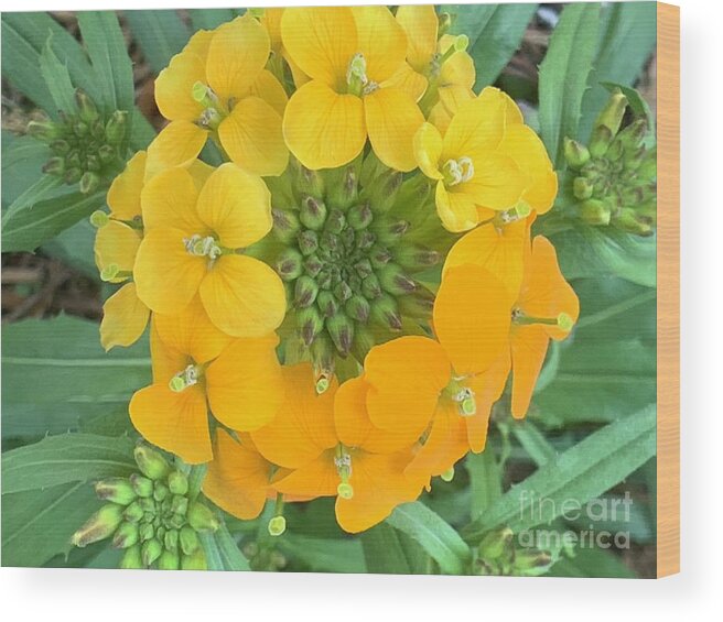 Wall Wood Print featuring the photograph Wall Flower by Catherine Wilson