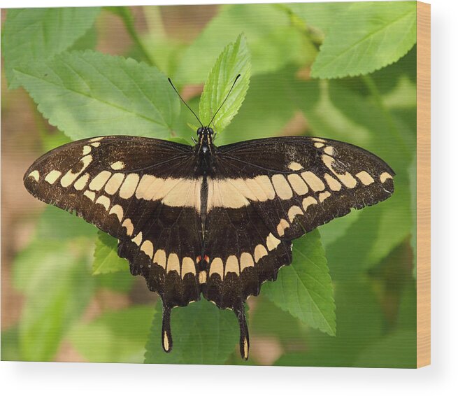Papilio-polyxenes Wood Print featuring the photograph Whispering of butterfly wings 2 by Jaroslav Buna