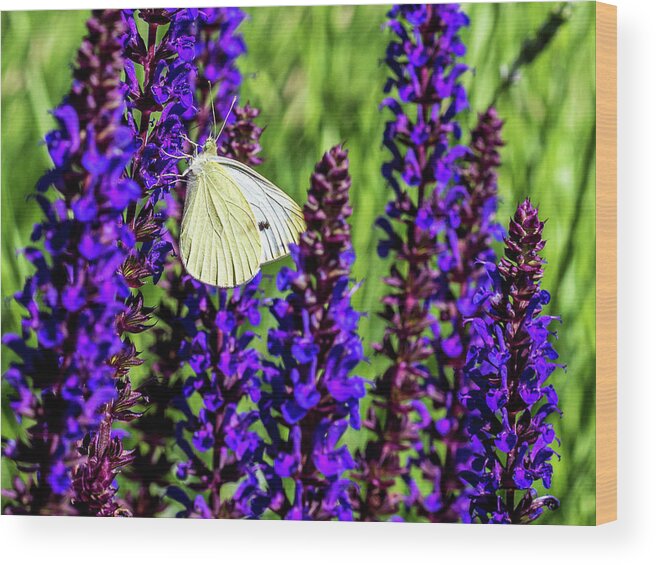 Flowers Wood Print featuring the photograph White Butterfly by Louis Dallara