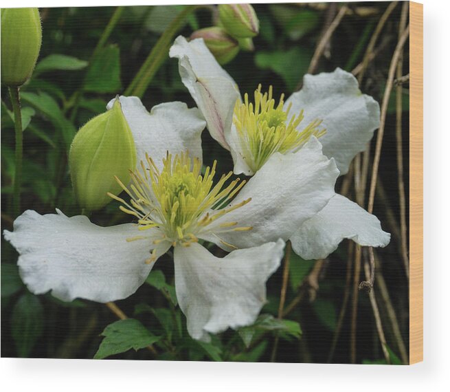 Clematis White Vine Flower Spring Wood Print featuring the photograph White Clematis 1 by Peggy McCormick