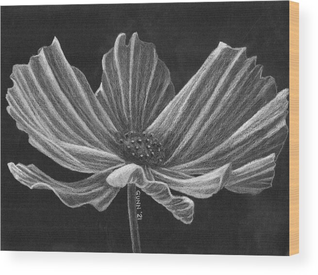 Cosmos Wood Print featuring the drawing White Cosmos by Katrina Gunn