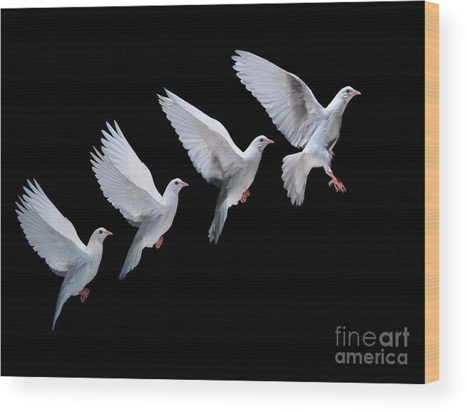 Columba Livia Wood Print featuring the photograph White dove in flight multiple exposure 4 on black by Warren Photographic