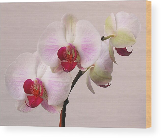Orchid Wood Print featuring the photograph White Orchid by Juergen Roth