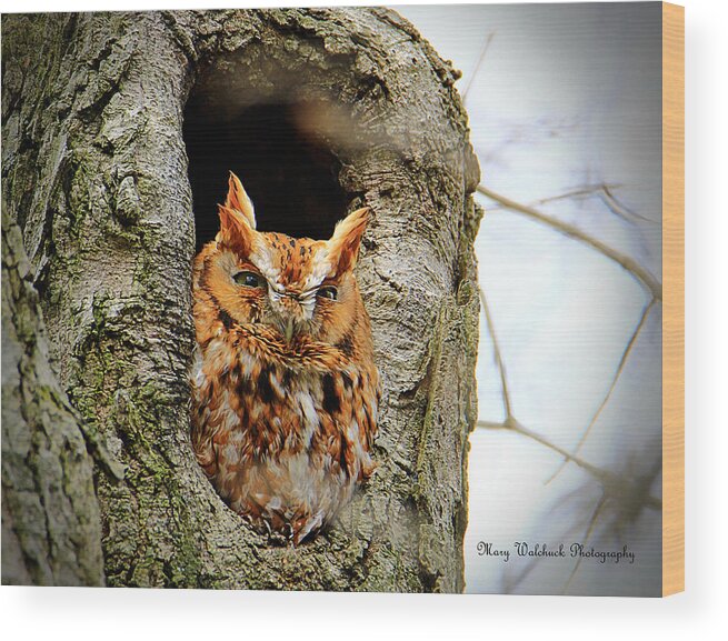 Eastern Screech Owl Red Morph Wood Print featuring the photograph Whooo are You by Mary Walchuck