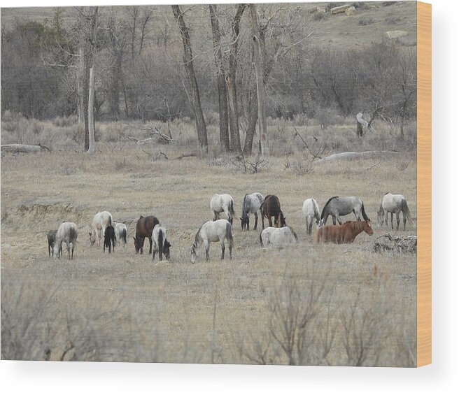 Wild Horses Wood Print featuring the photograph Wild Horse Herd 1 by Amanda R Wright