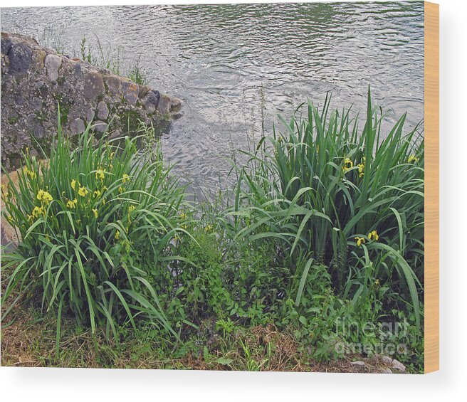 Floral Wood Print featuring the photograph Wild Iris of Besalu by Nieves Nitta