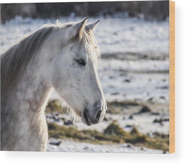 Winter Wood Print featuring the photograph Winter Thoughts by Listen To Your Horse