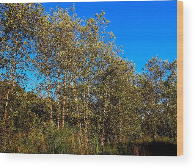 Trees Wood Print featuring the photograph Woodlands at Palmyra Nature Cove by Linda Stern