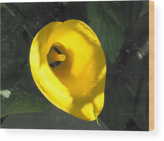 Yellow Wood Print featuring the photograph Yellow Beauty by Richard Thomas
