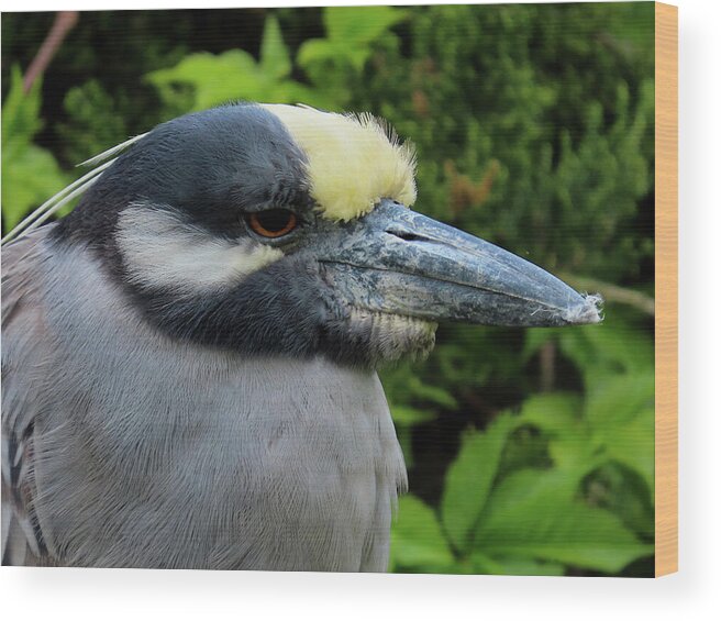 Birds Wood Print featuring the photograph Yellow-crowned Night Heron at Ocean City Rookery by Linda Stern