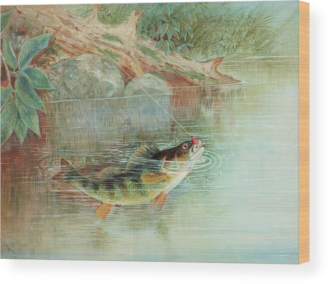 Yellow Perch Wood Print featuring the painting Yellow Perch by Samuel Kilbourne