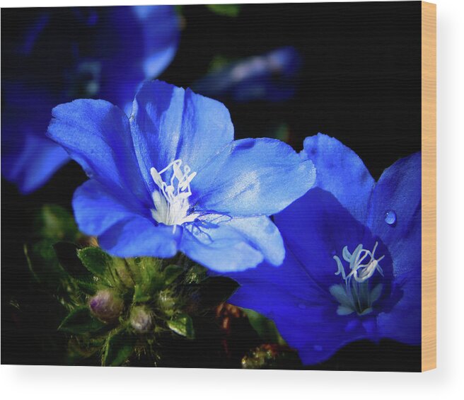 Blue Wood Print featuring the photograph You Blue My Mind by Gena Herro