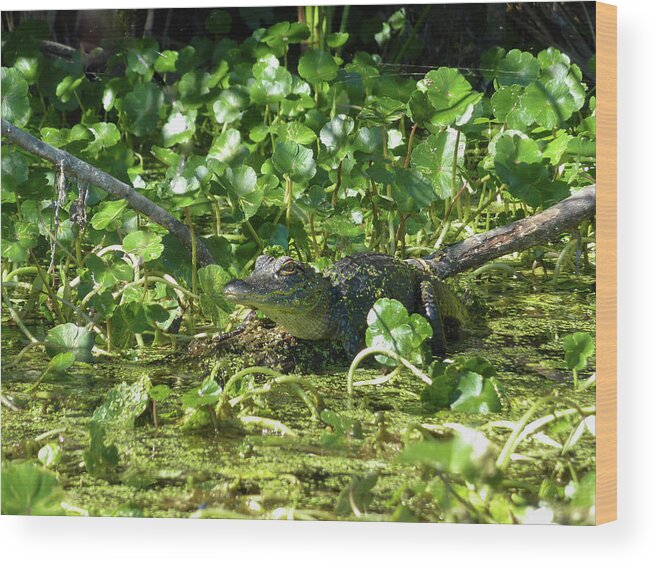 Alligator Wood Print featuring the photograph Young Alligator by Karen Rispin