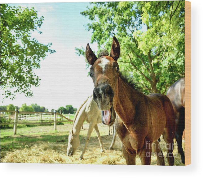 Horse Wood Print featuring the photograph Young horse by Jelena Jovanovic