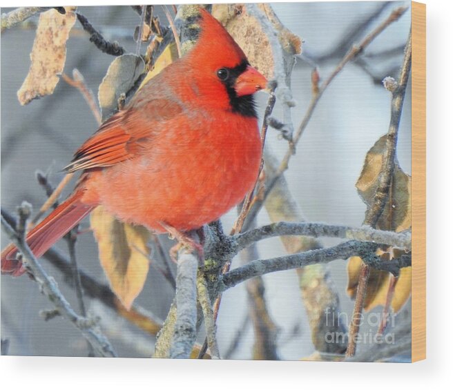 Male Wood Print featuring the photograph Young Male Cardinal by Eunice Miller