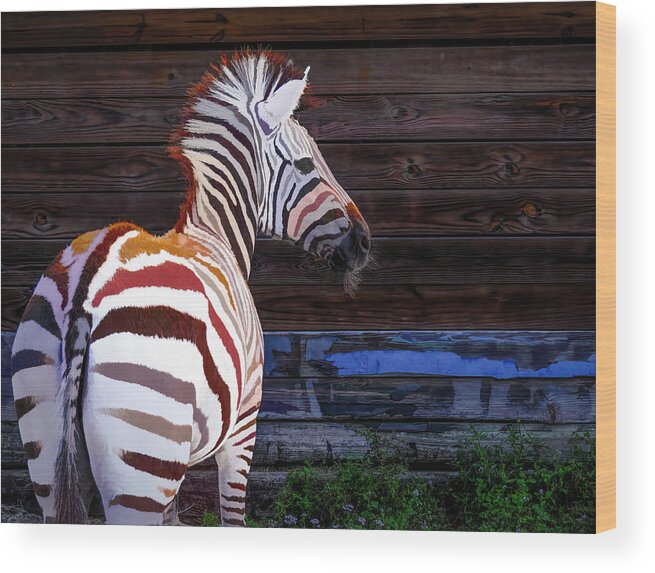 Zebra Wood Print featuring the photograph Zebra Stripe Mix Up by Ginger Stein