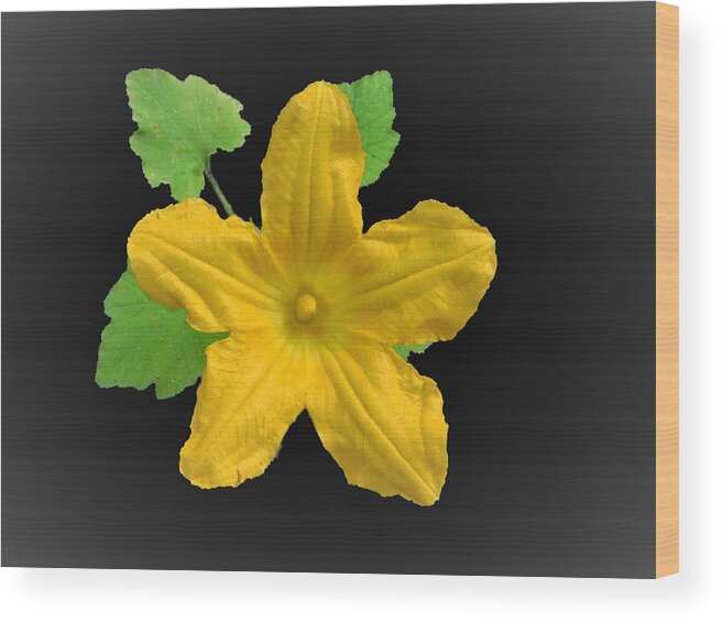Zucchini Wood Print featuring the photograph Zucchini Squash Bloom by Carl Moore